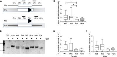 Maternal GNAS Contributes to the Extra-Large G Protein α-Subunit (XLαs) Expression in a Cell Type-Specific Manner